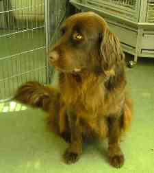 brown newfoundland dog