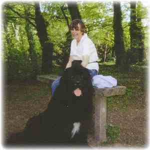 newfoundland dog