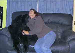 newfoundland puppy