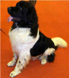 landseer newfoundland dog