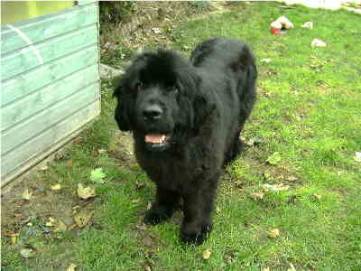 female newfoundland dog