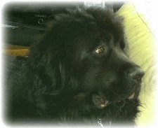 newfoundland dog