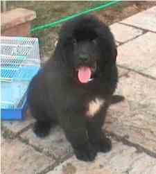 newfoundland puppy