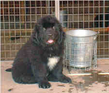 newfoundland puppy