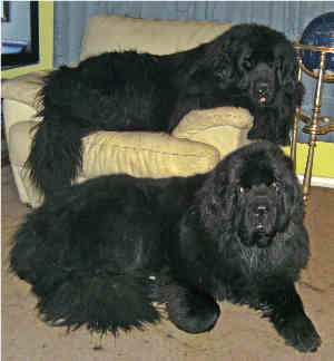 newfoundland dogs