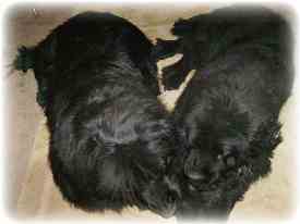 newfoundland dogs