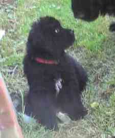 newfoundland puppy