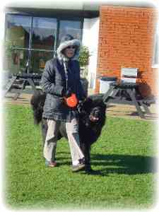 newfoundland dog