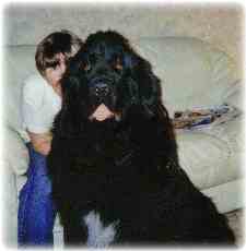 newfoundland dog