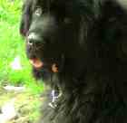 newfoundland dog