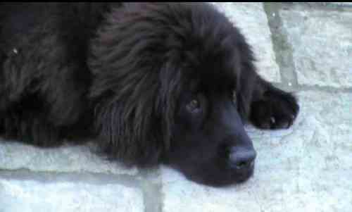 newfoundland dog