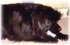 newfoundland dog