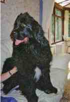 newfoundland dog