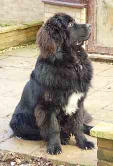 newfoundland dog