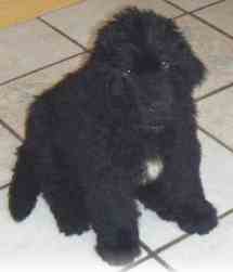 newfoundland puppy picture