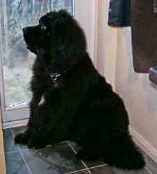 newfoundland puppy