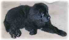 newfoundland puppy