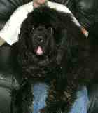 newfoundland dog