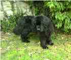 newfoundland dog